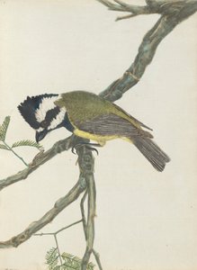 クレステッドモズ、ルーイン、ジョン自然史を持つニューサウスウェールズ州の鳥。 Sydney- G. Howe、18歳...